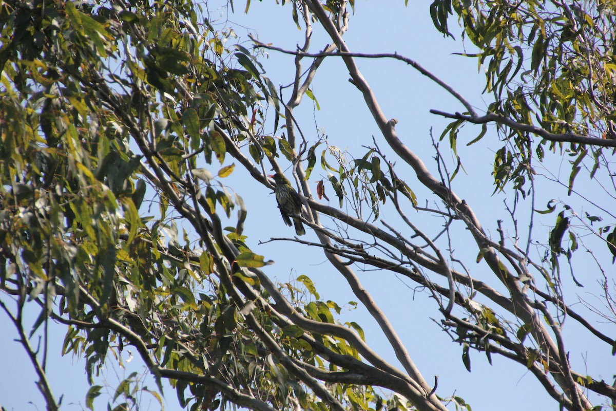 Olive-backed Oriole - ML624019743