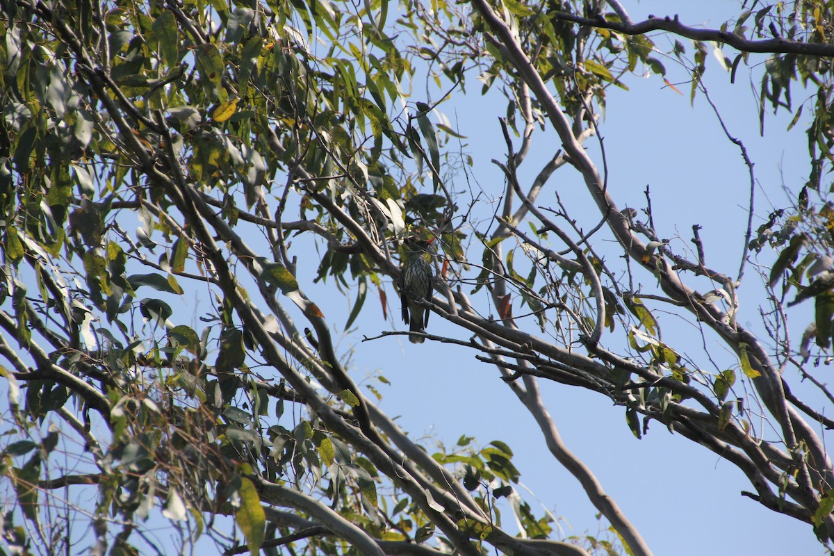 Olive-backed Oriole - ML624019744