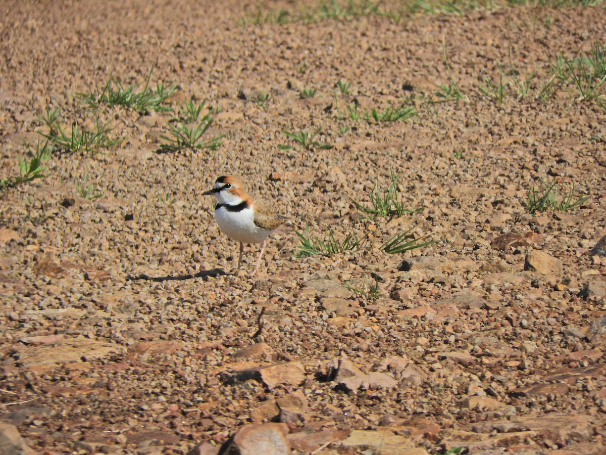 Collared Plover - ML624019746