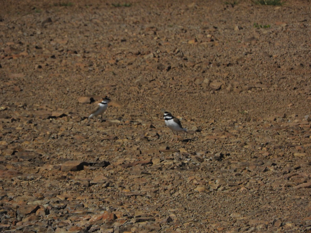 Collared Plover - ML624019747