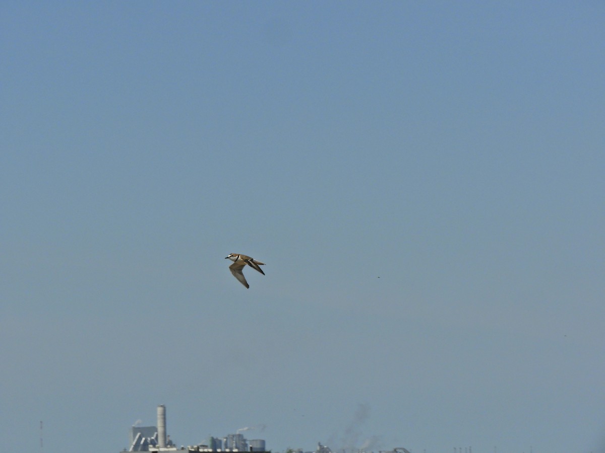 Collared Plover - ML624019748