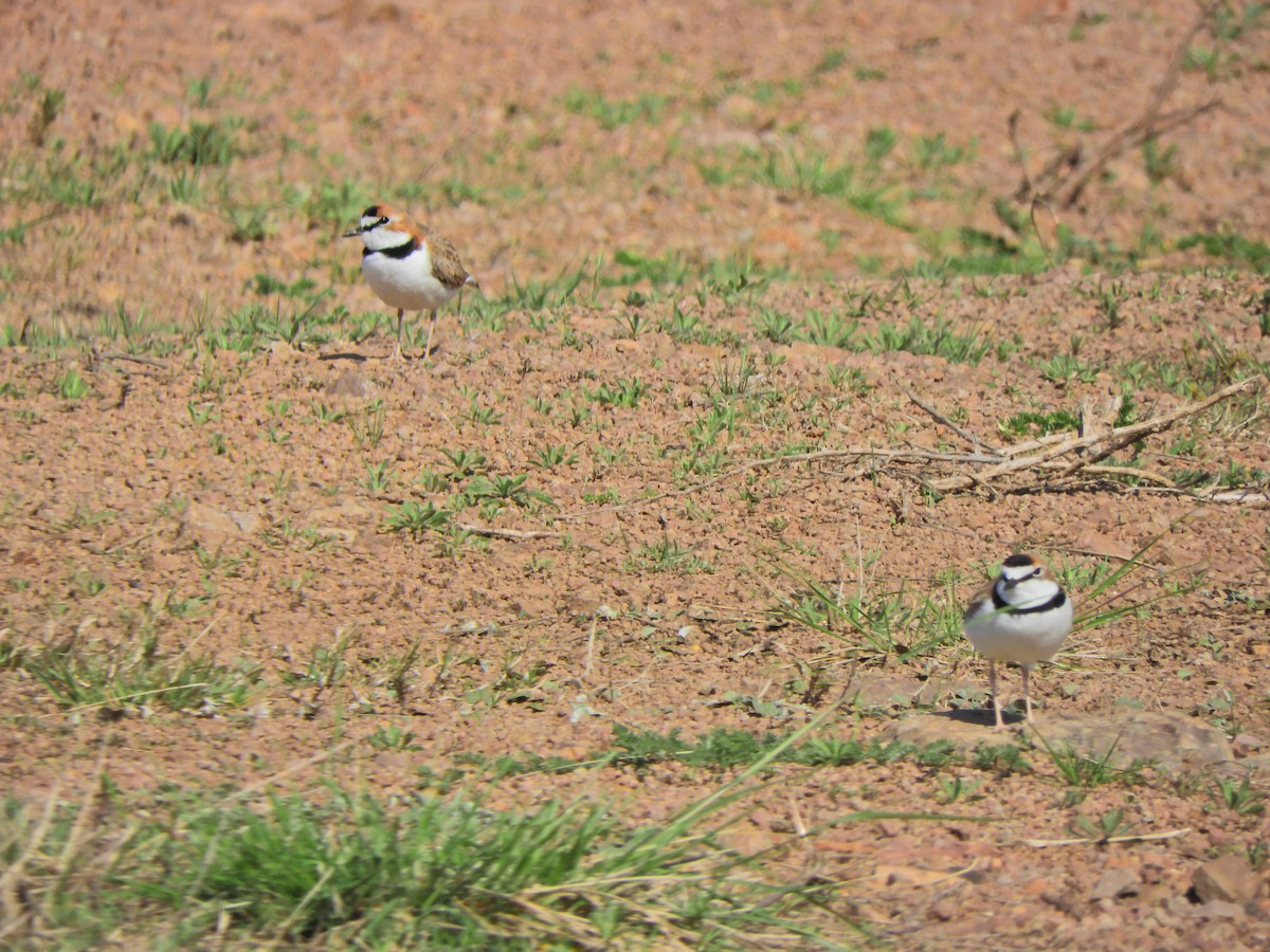 Collared Plover - ML624019749