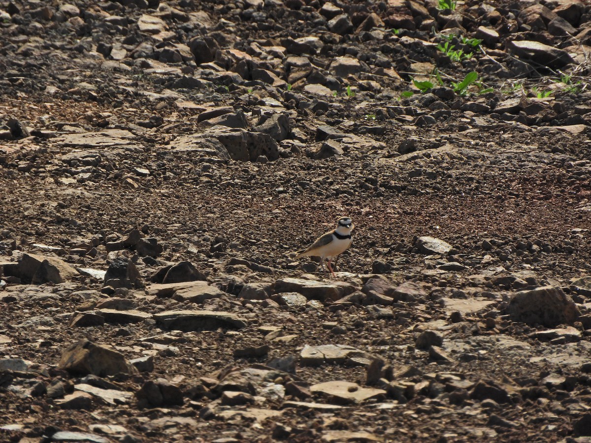 Collared Plover - ML624019750