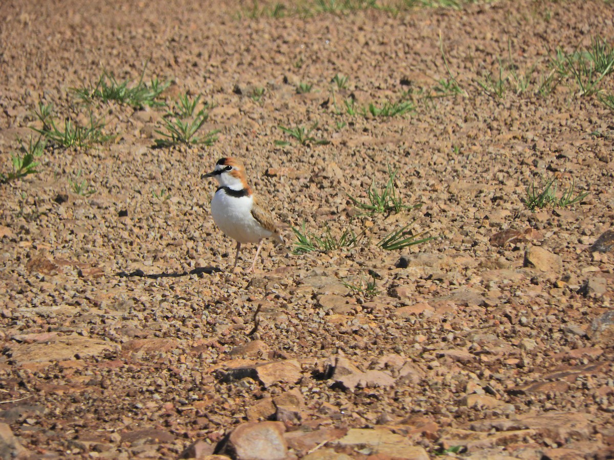 Collared Plover - Javier Alexander Piquillén Barboza