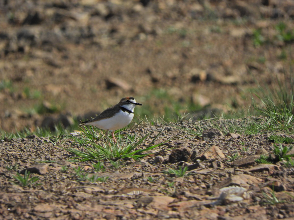 Collared Plover - ML624019753