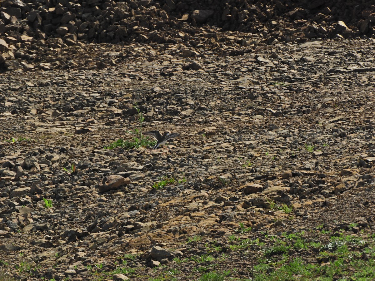 Collared Plover - ML624019754