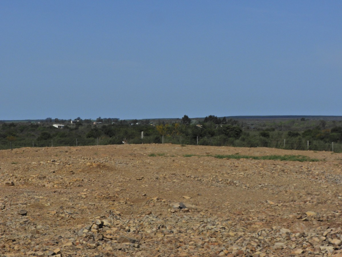 Collared Plover - ML624019756