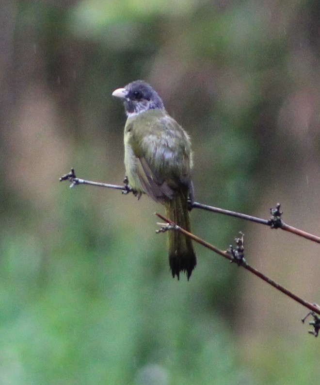 Collared Finchbill - ML624019757