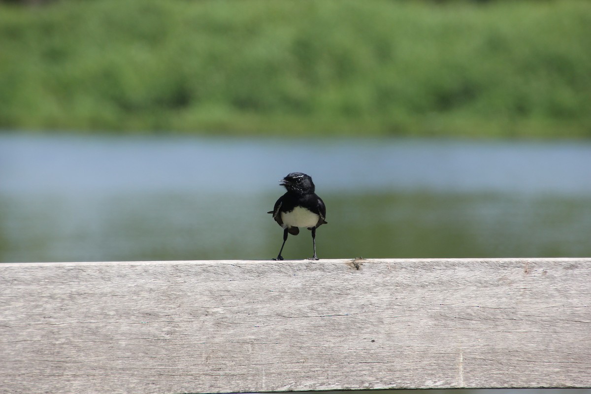 Willie-wagtail - ML624019759