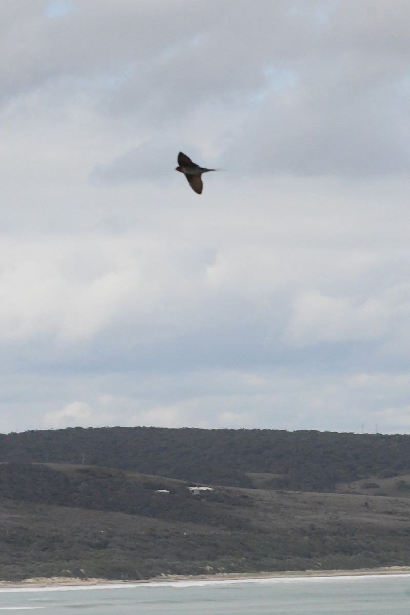 Welcome Swallow - ML624019764