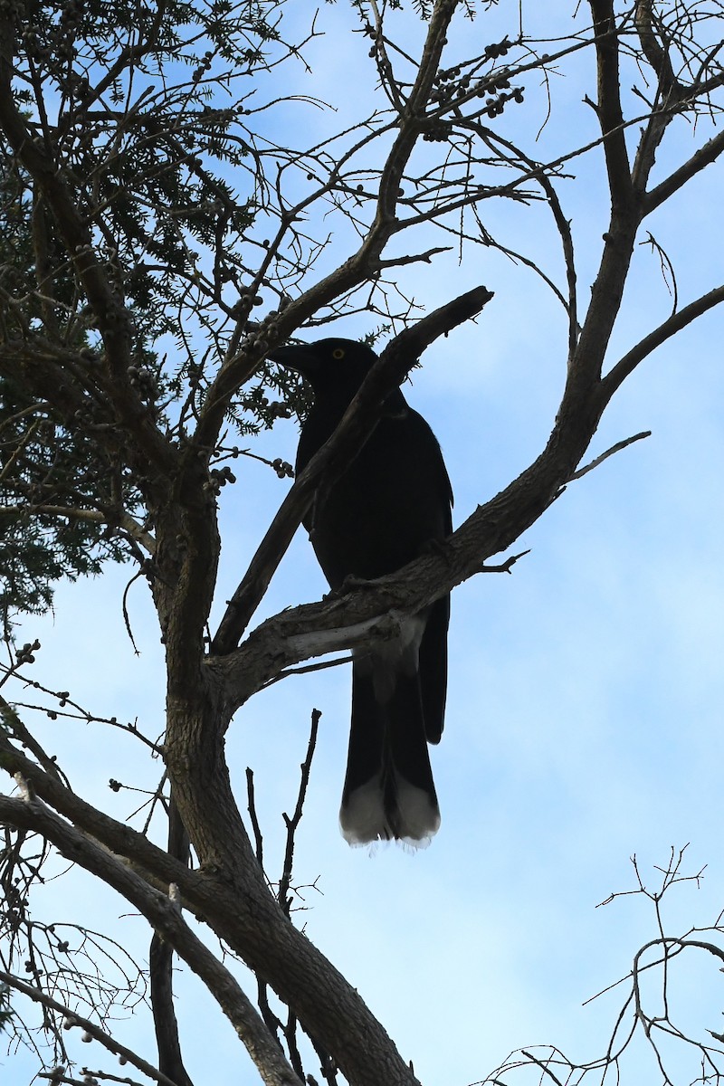 Pied Currawong - ML624019766