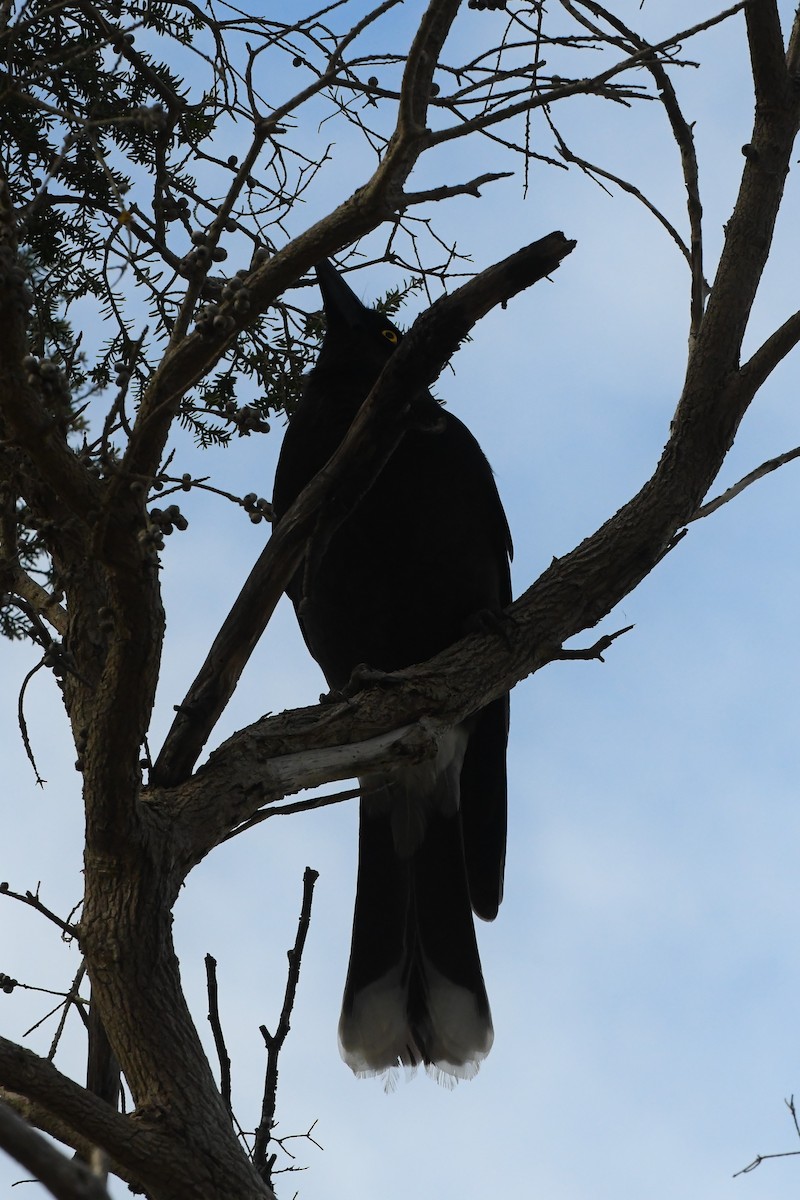 Pied Currawong - ML624019767