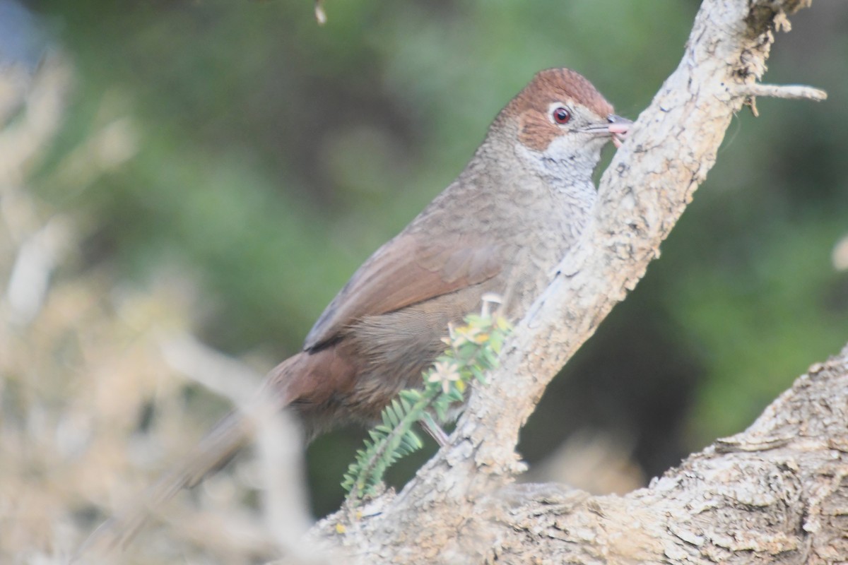 Rufous Bristlebird - ML624019769