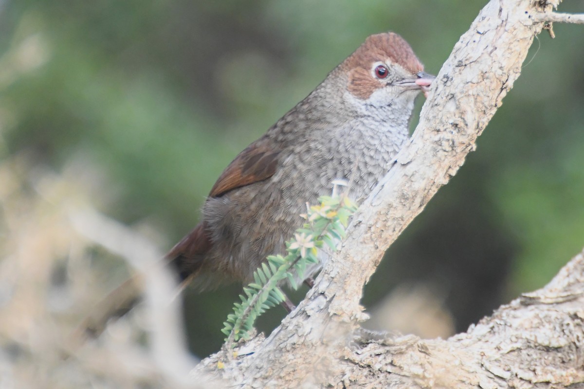 Rufous Bristlebird - ML624019771