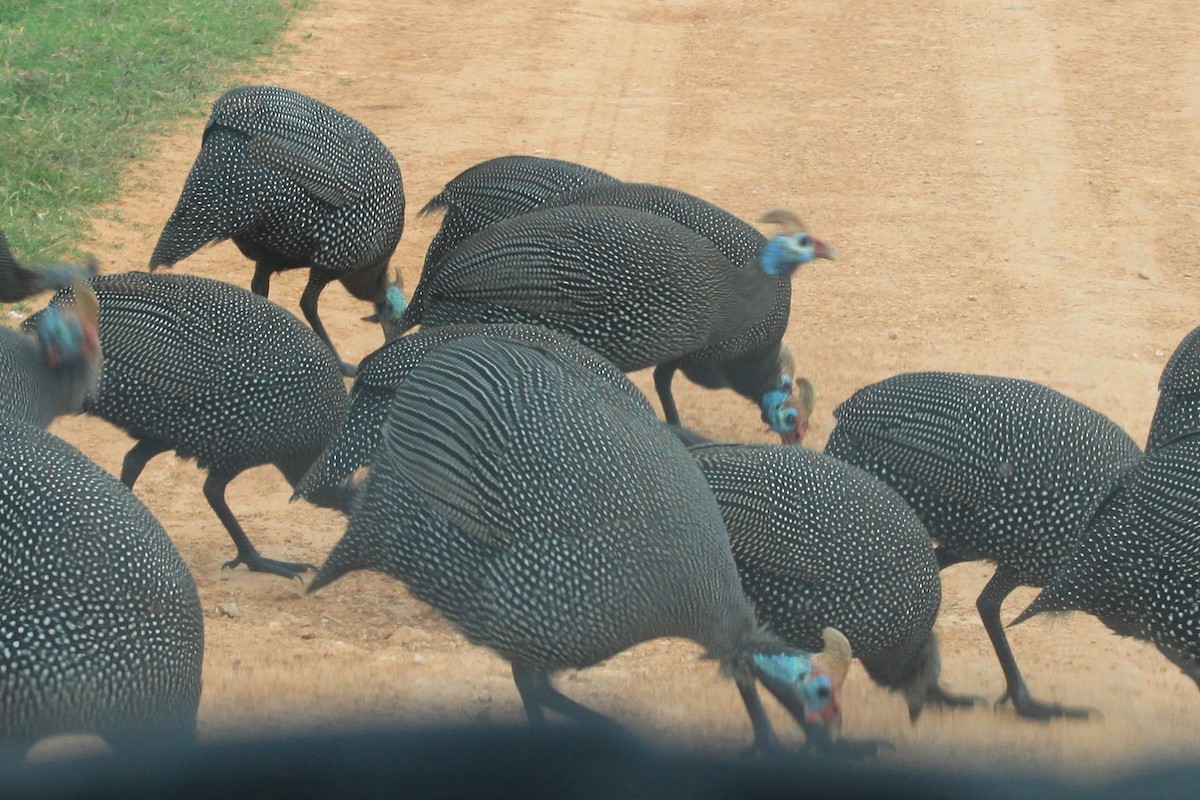 Helmeted Guineafowl - ML624019772