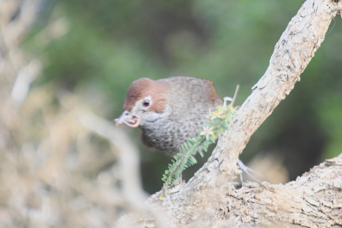 Rufous Bristlebird - ML624019773