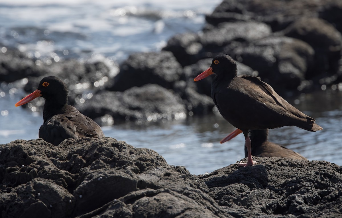 Sooty Oystercatcher - ML624019775