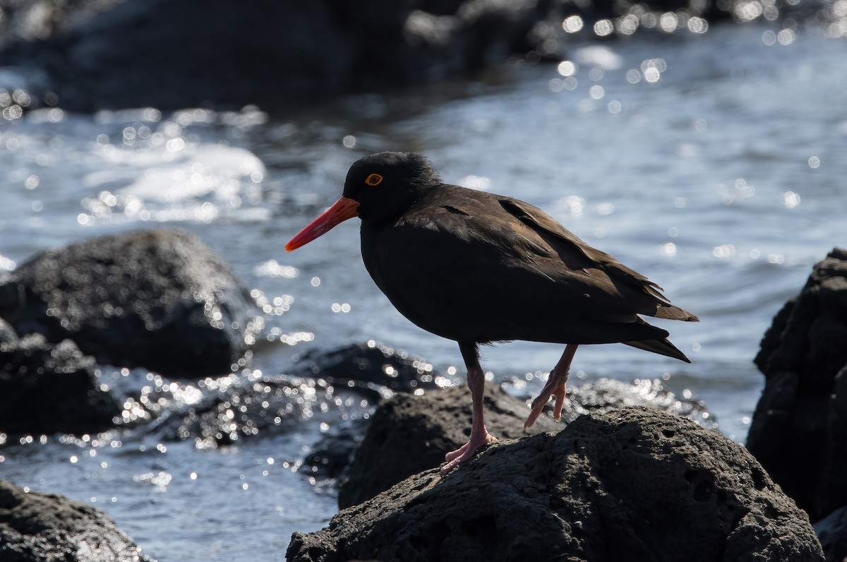 Sooty Oystercatcher - ML624019776