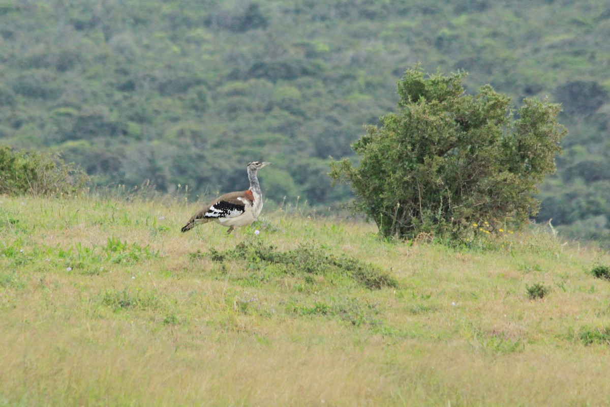 Denham's Bustard - ML624019778