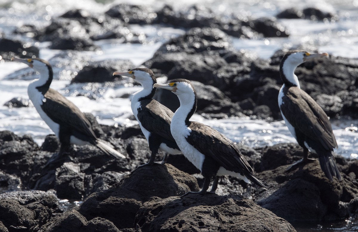 Pied Cormorant - ML624019779