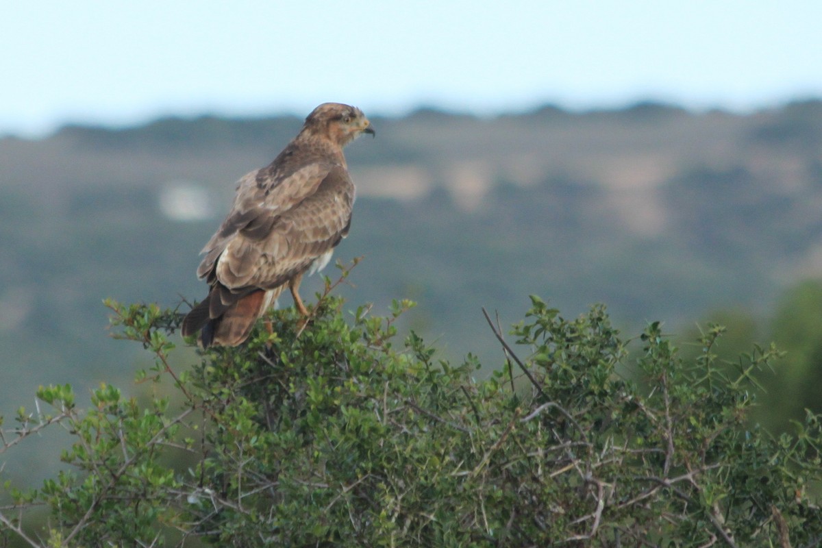 Buteo sp. - ML624019783