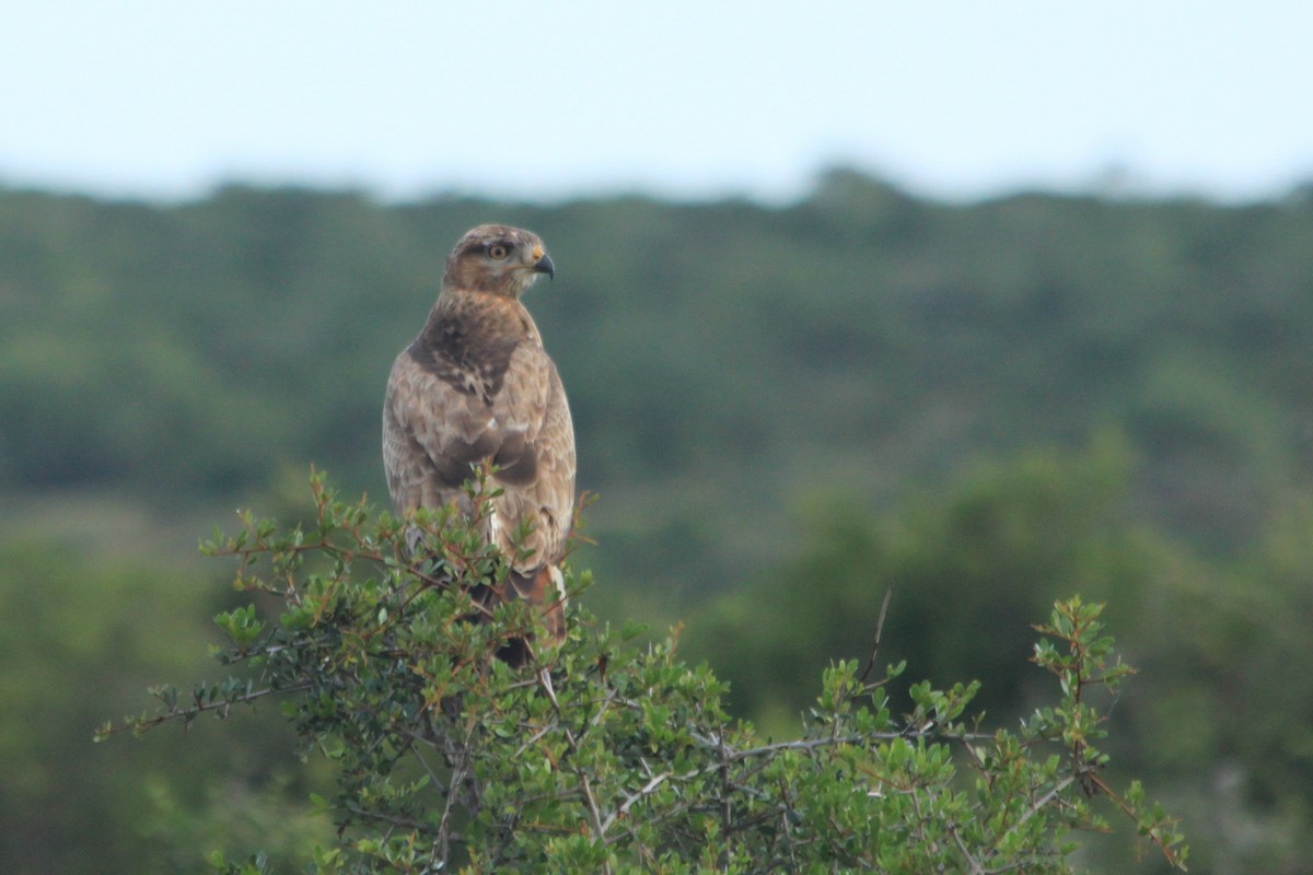 Buteo sp. - Tim van der Meer