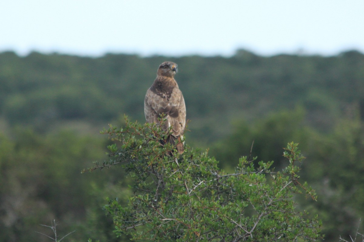 Buteo sp. - ML624019785