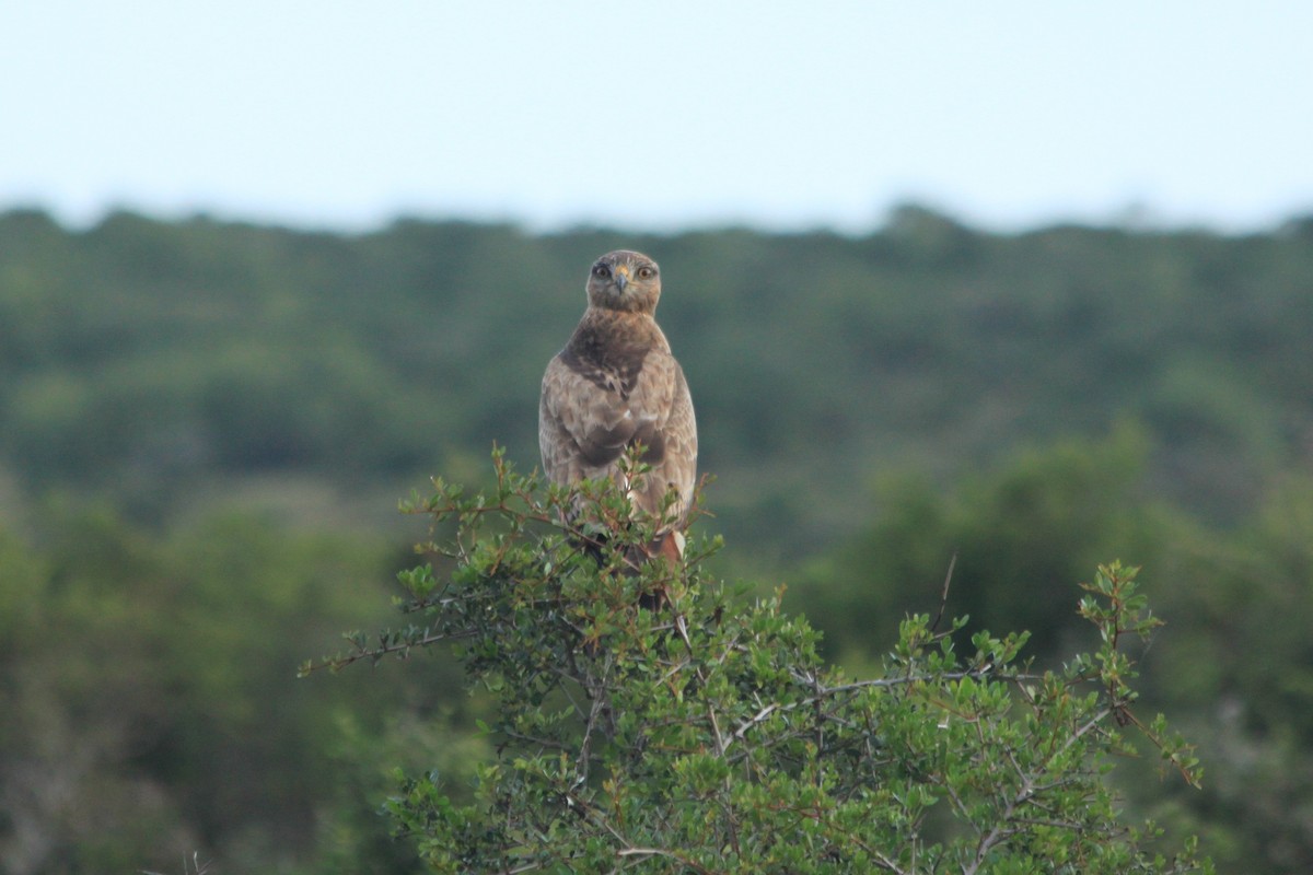 Buteo sp. - ML624019786