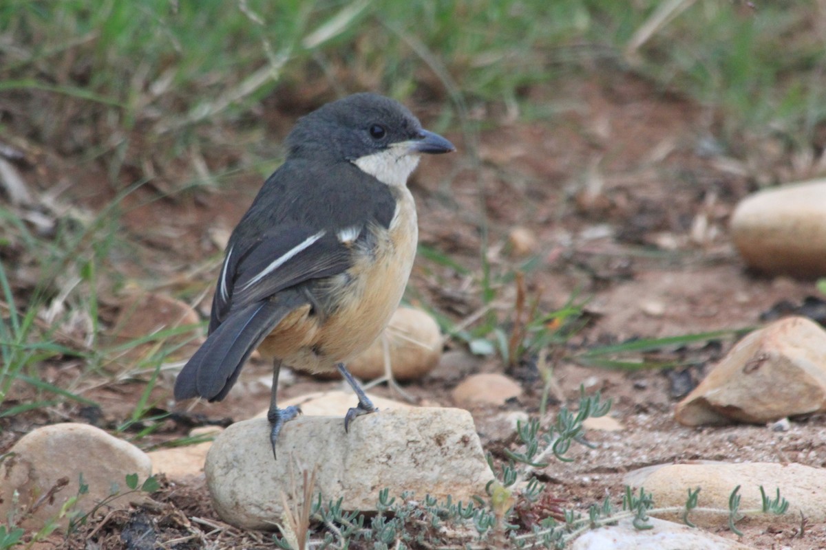 Southern Boubou - ML624019788