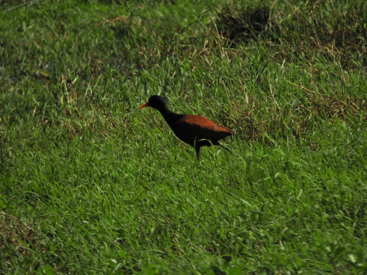 Wattled Jacana - ML624019789