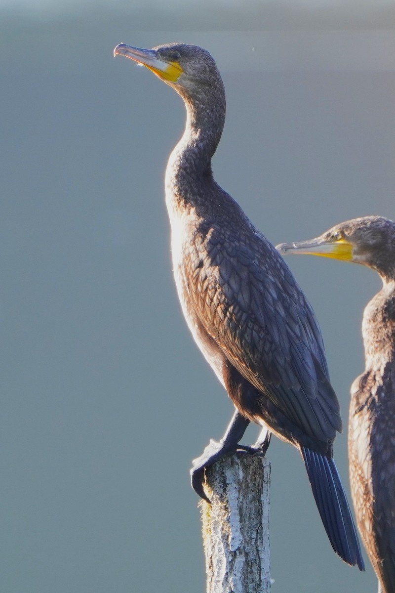 Great Cormorant - ML624019792