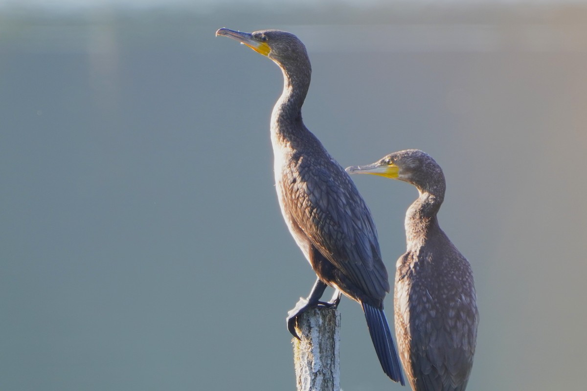 Great Cormorant - ML624019793