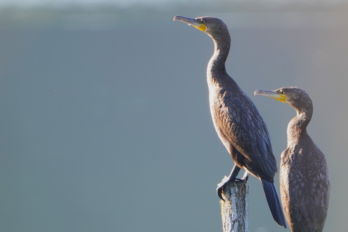 Great Cormorant - ML624019794