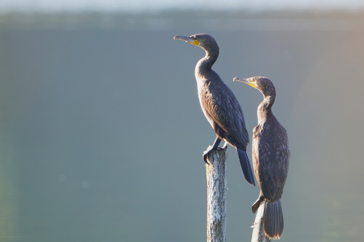 Great Cormorant - Paweł Maciszkiewicz