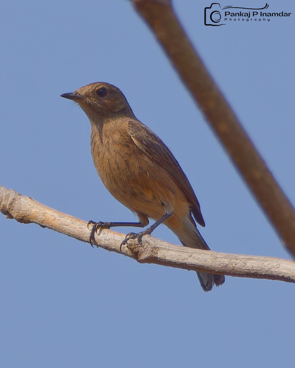 Brown Rock Chat - ML624019802