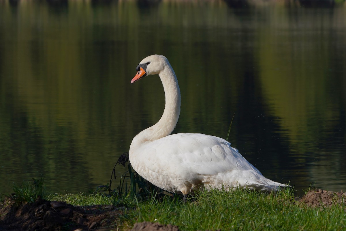 Mute Swan - ML624019803