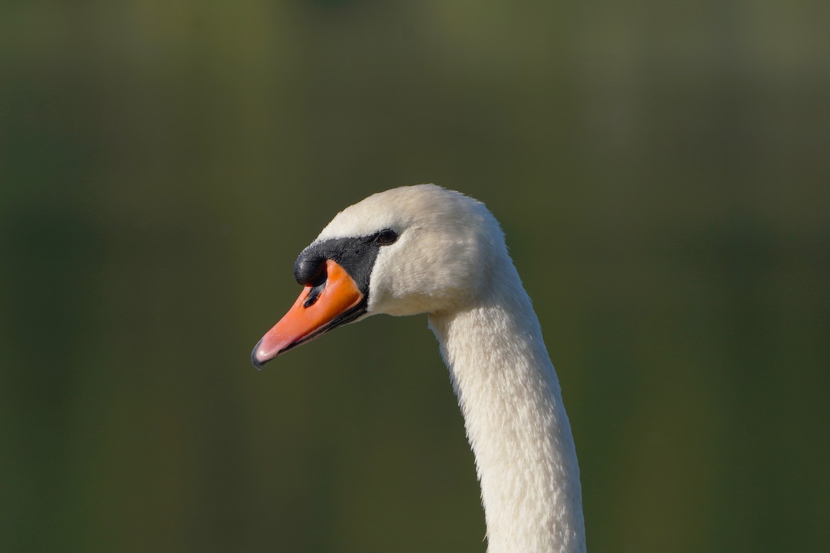 Mute Swan - ML624019804