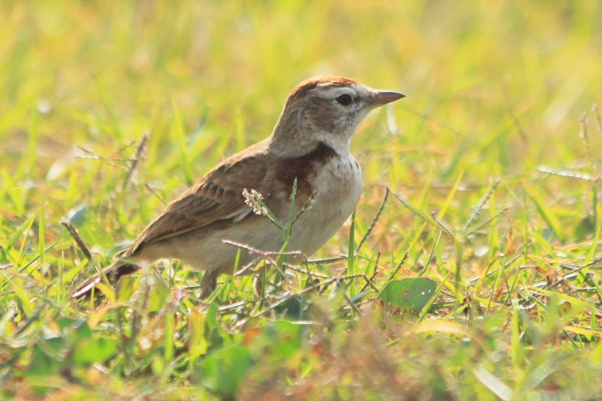 Red-capped Lark - ML624019806