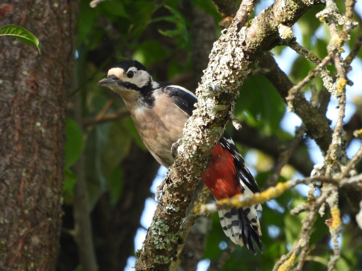 Great Spotted Woodpecker - ML624019807