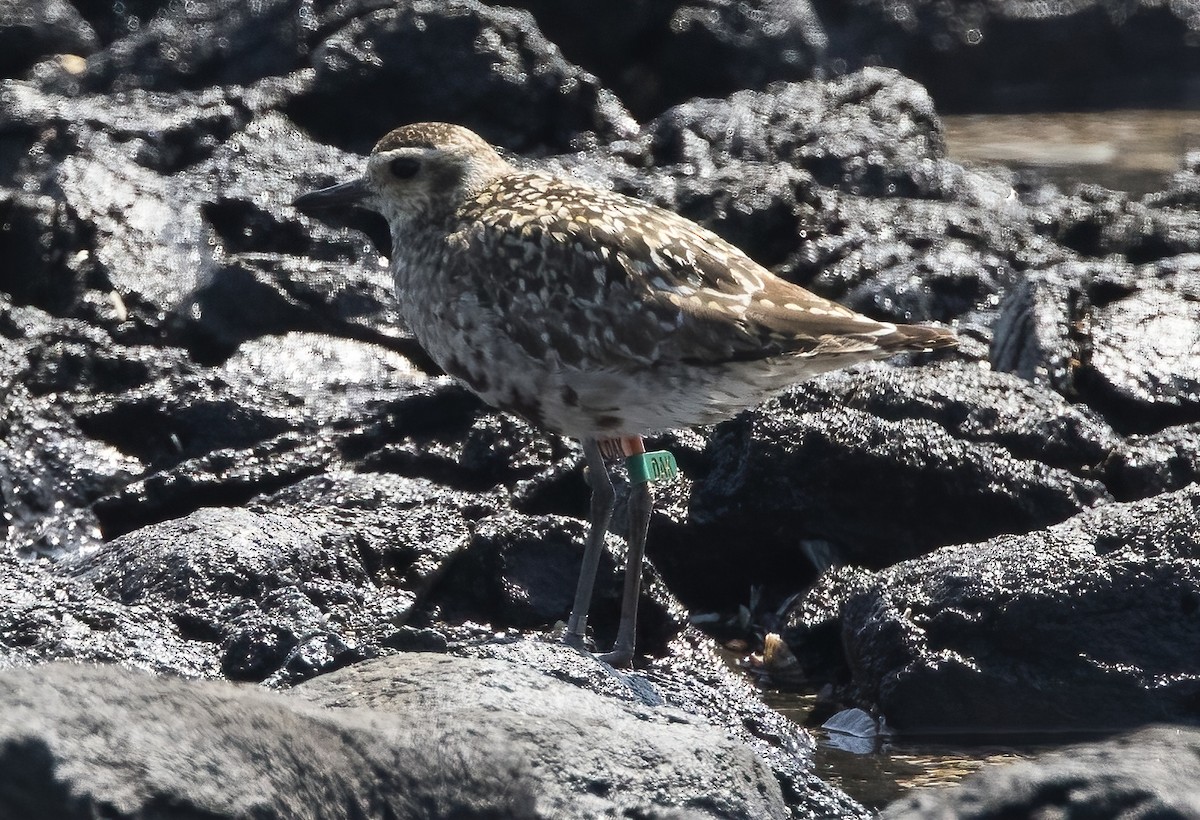 Chorlito Dorado Siberiano - ML624019810