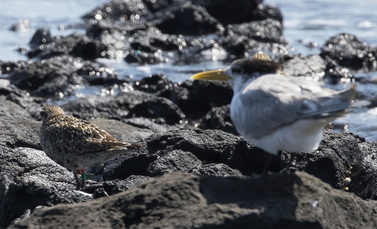 Pacific Golden-Plover - ML624019812