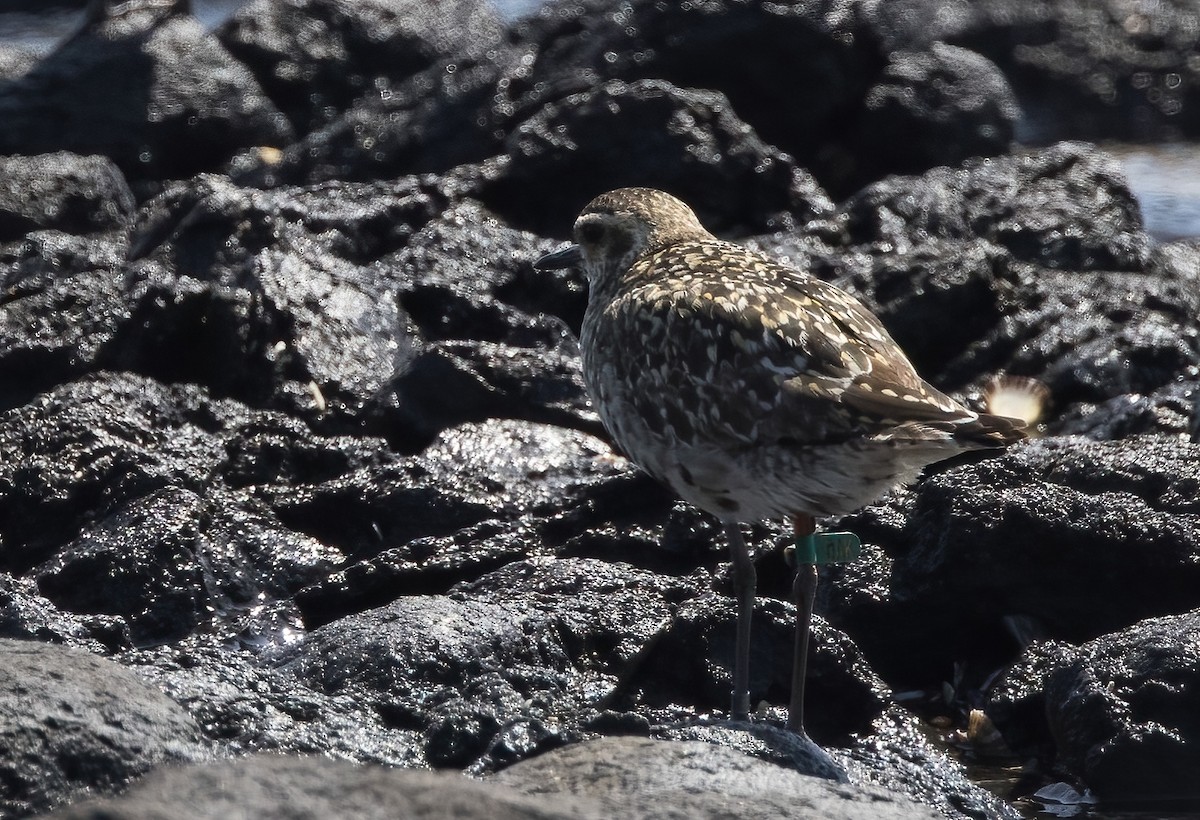 Chorlito Dorado Siberiano - ML624019814