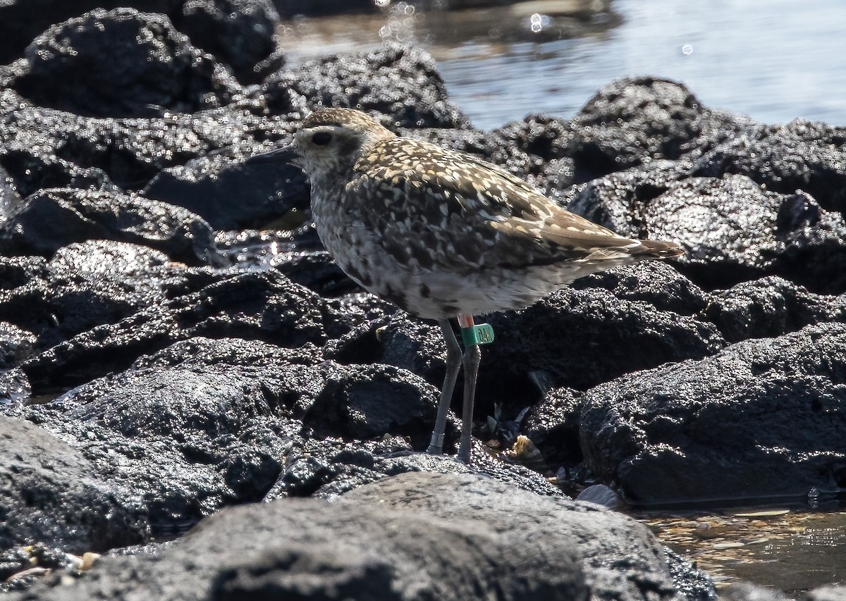 Pacific Golden-Plover - ML624019815