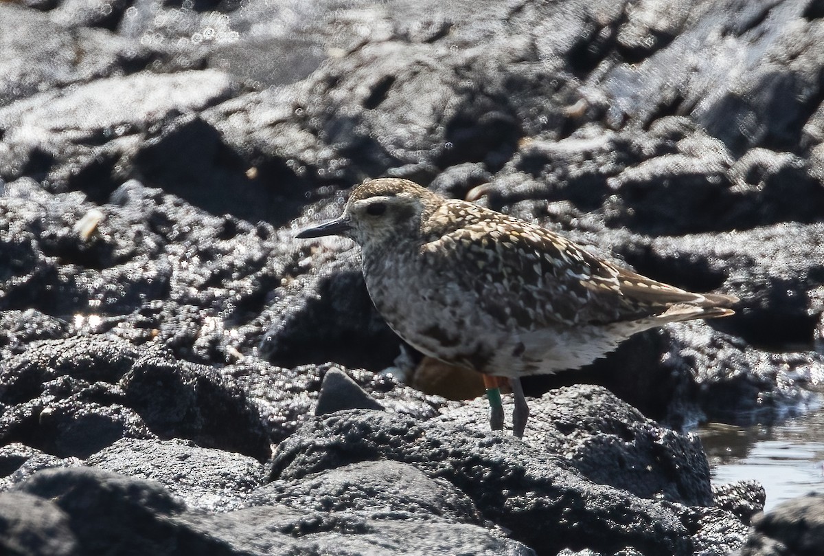 Chorlito Dorado Siberiano - ML624019816