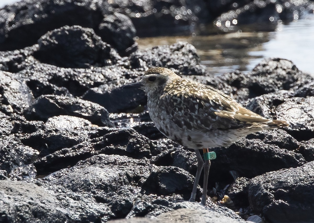 Chorlito Dorado Siberiano - ML624019817