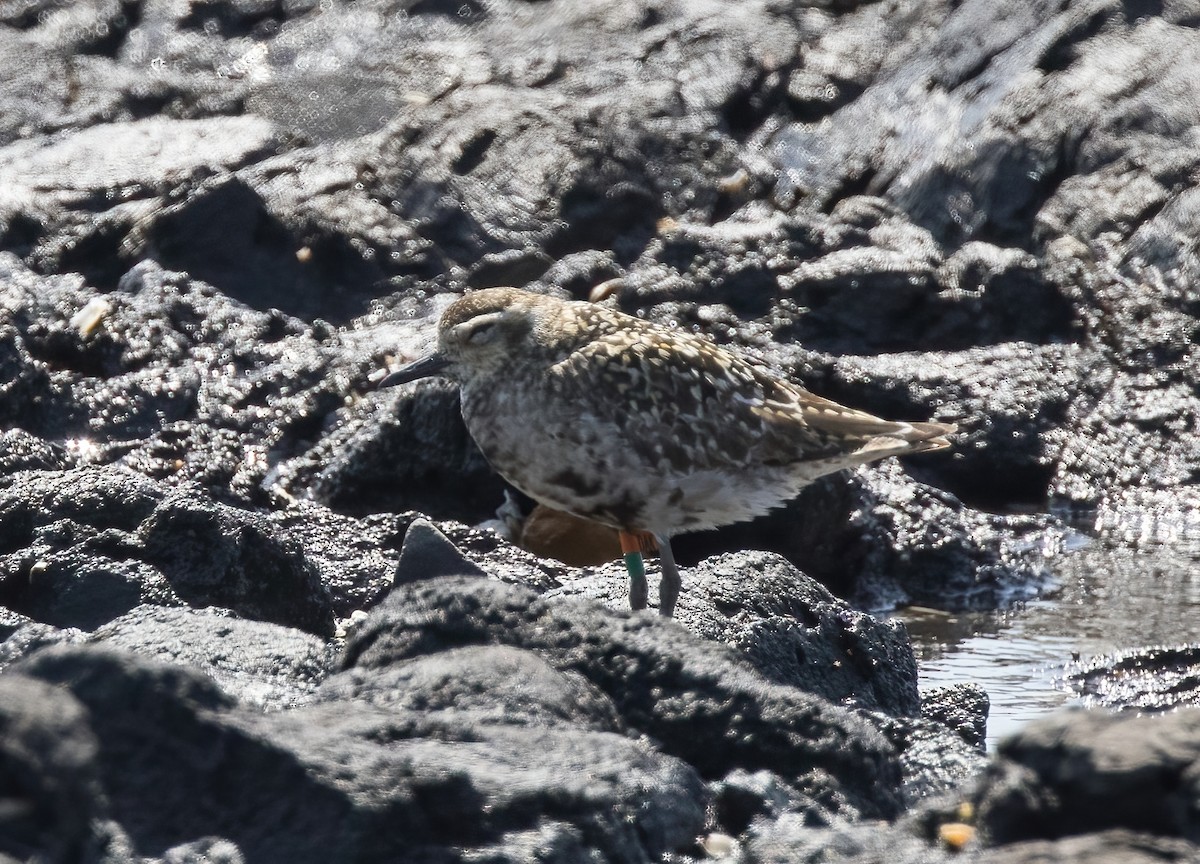 Chorlito Dorado Siberiano - ML624019818