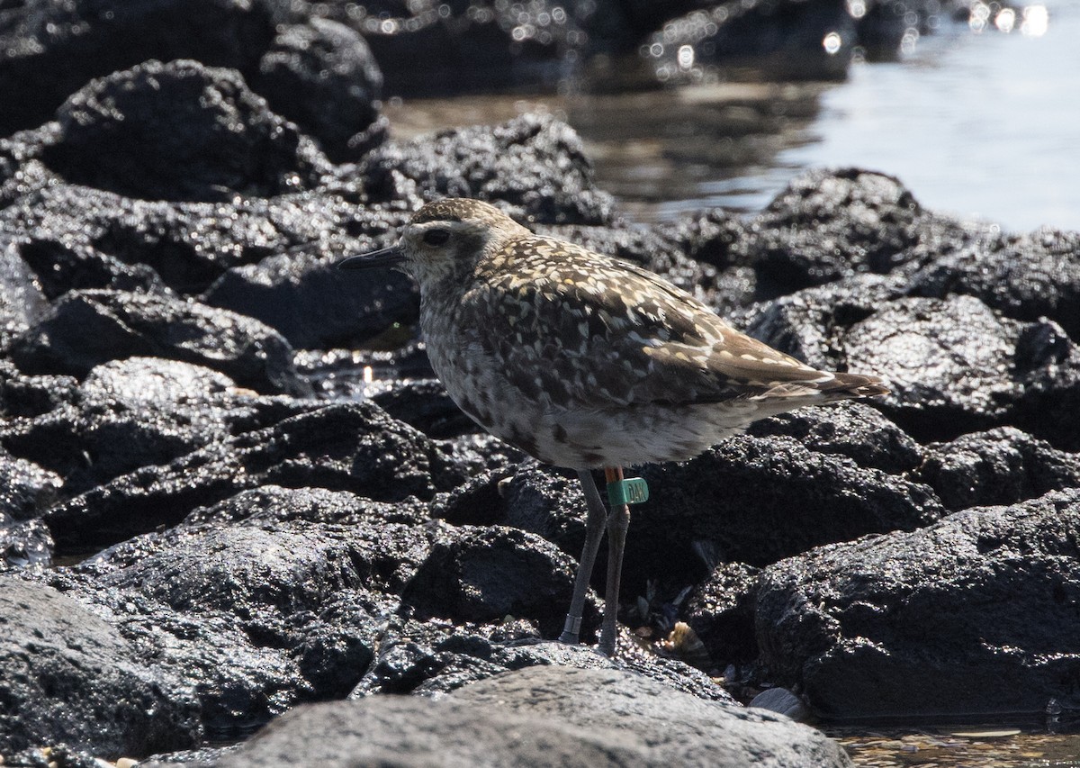 Chorlito Dorado Siberiano - ML624019819