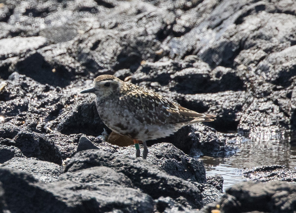 Chorlito Dorado Siberiano - ML624019820