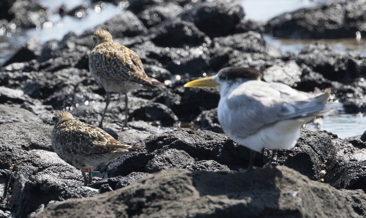 Pacific Golden-Plover - ML624019821