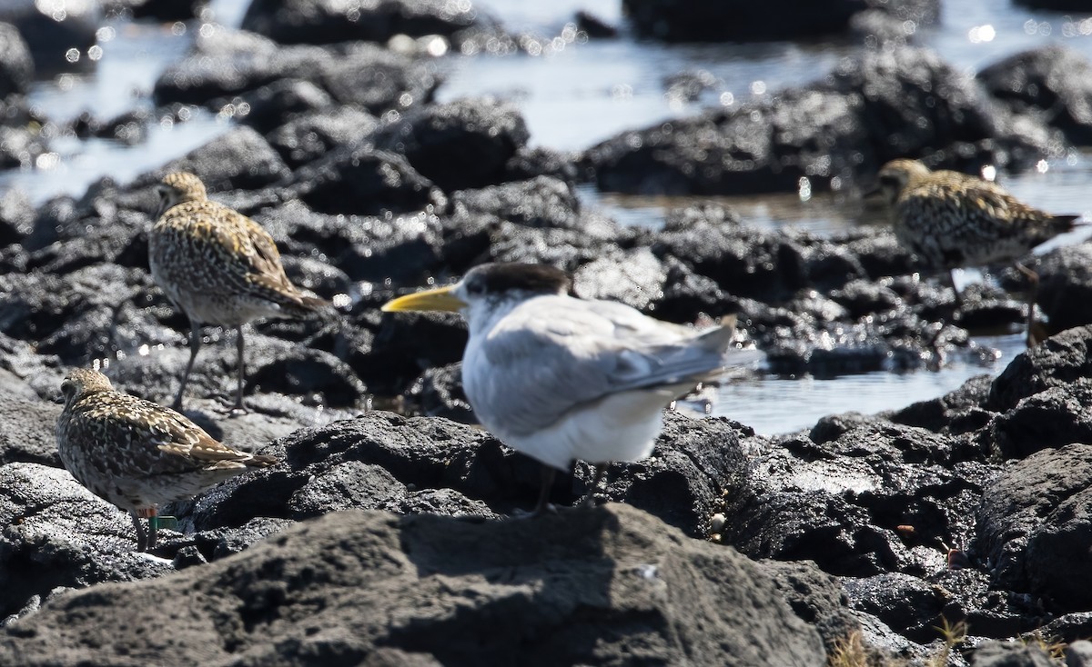 Pacific Golden-Plover - ML624019822